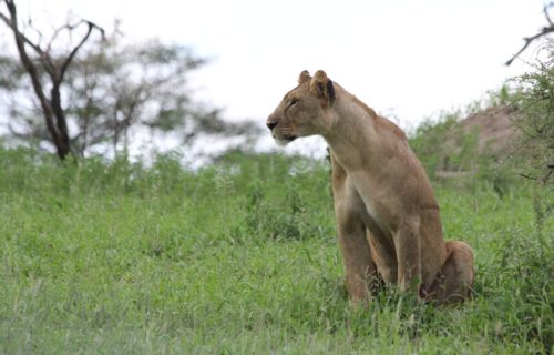 6 Days Wildlife Safari Adventure