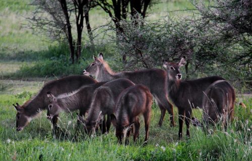 12 Day Tanzania National Park Safari