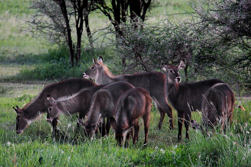 12 Day Tanzania National Park Safari