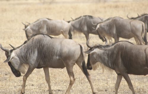 10 Days Tanzania Wildebeest Migration
