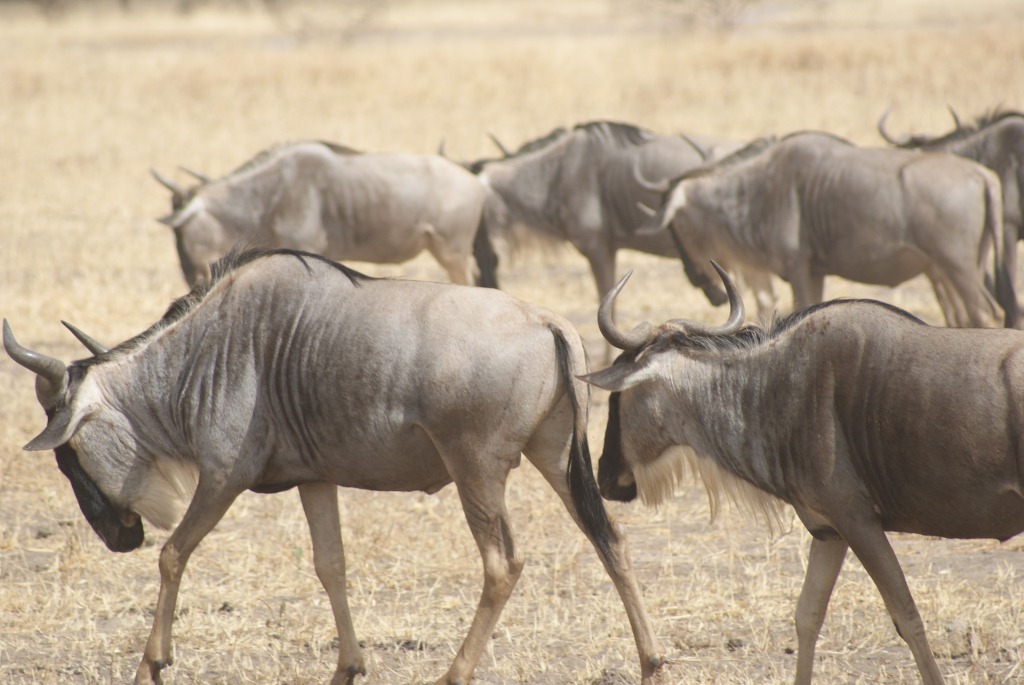 10 Days Tanzania Wildebeest Migration