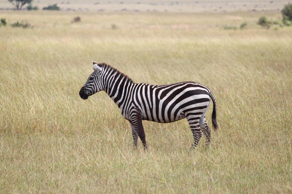 3 Days Lake Manyara Wildlife Safari