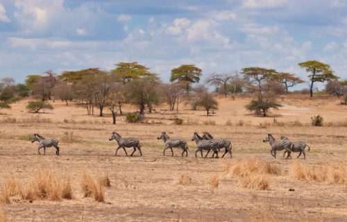 3 Days Tarangire Wildlife Safari