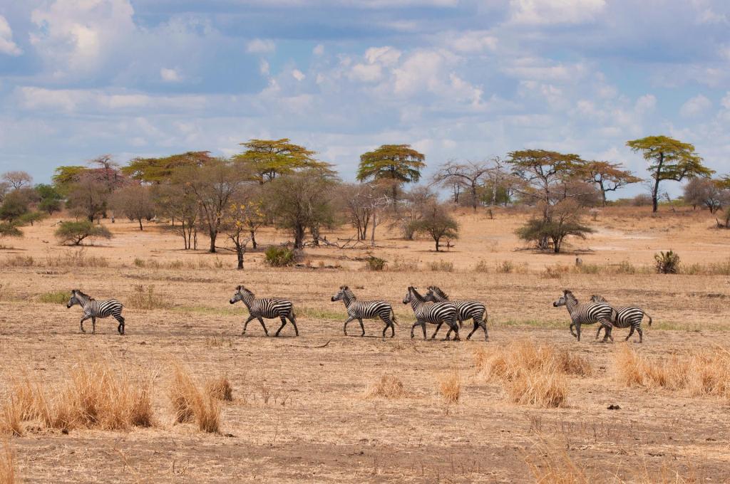 3 Days Tarangire Wildlife Safari