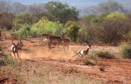 4 Days Amboseli Tour & Tsavo National Park Safari