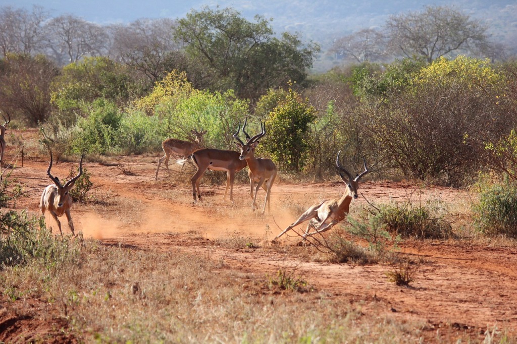 4 Days Amboseli Tour & Tsavo National Park Safari