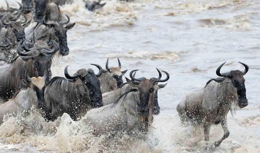 All You Need To Know About The Maasai Mara