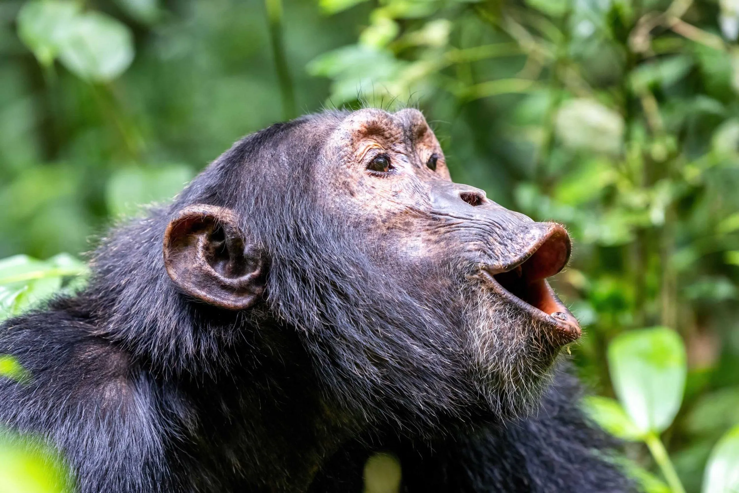Kibale Chimpanzee