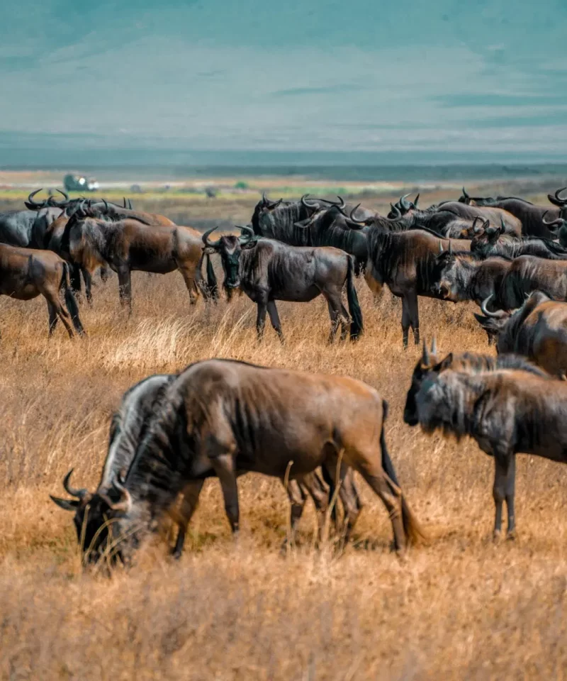 Tanzania-Safari-Tour