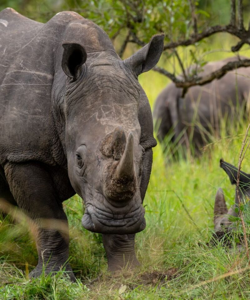 Uganda Rhinos