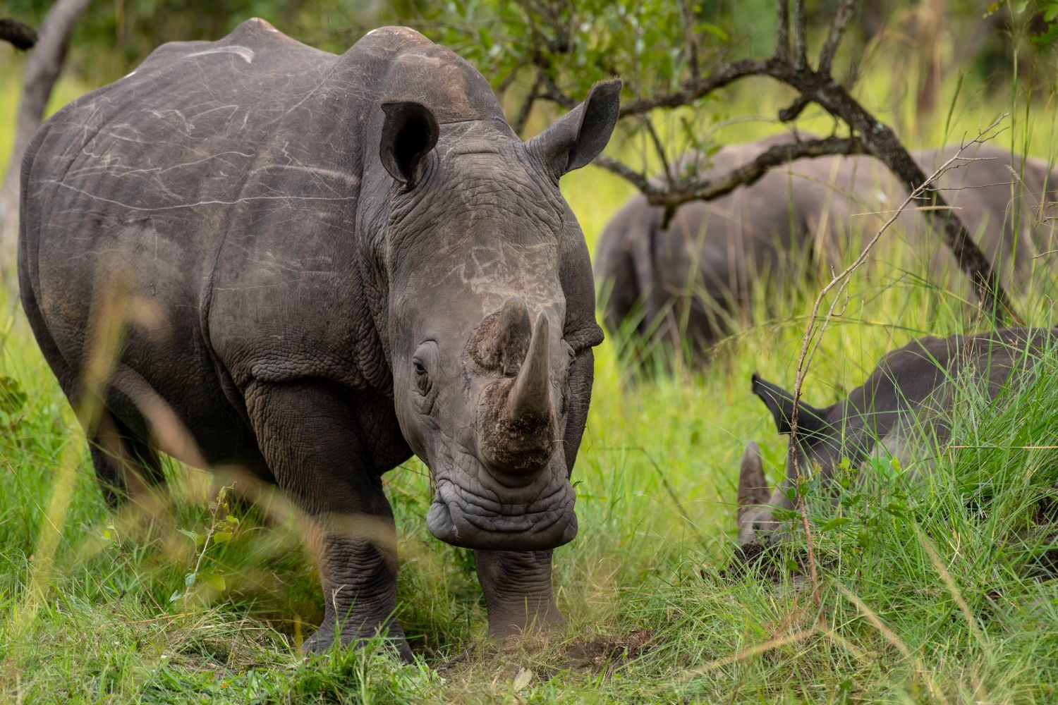 Uganda Rhinos