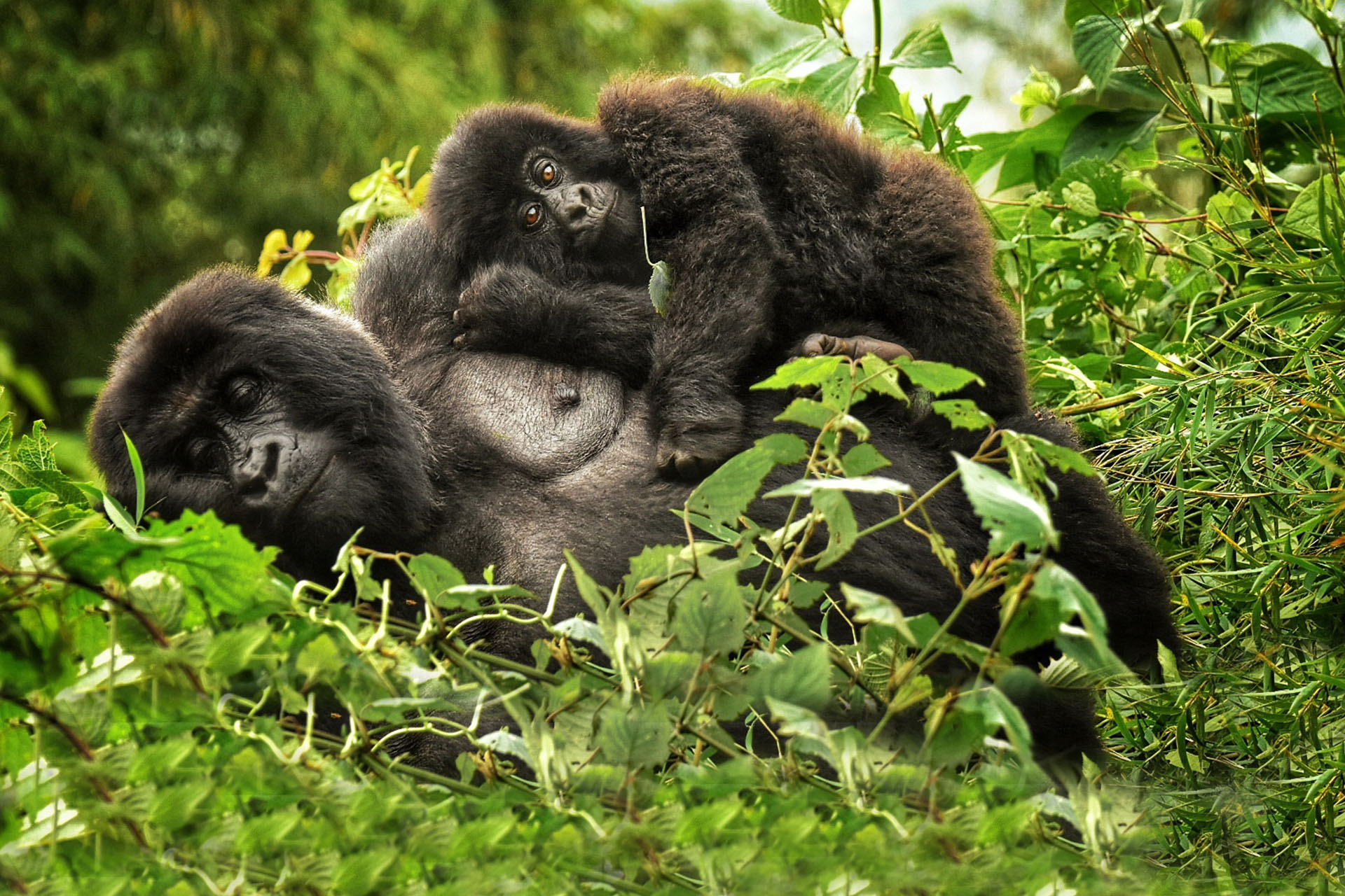gorilla trekking in Rwanda