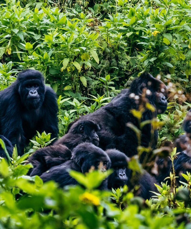 gorillas