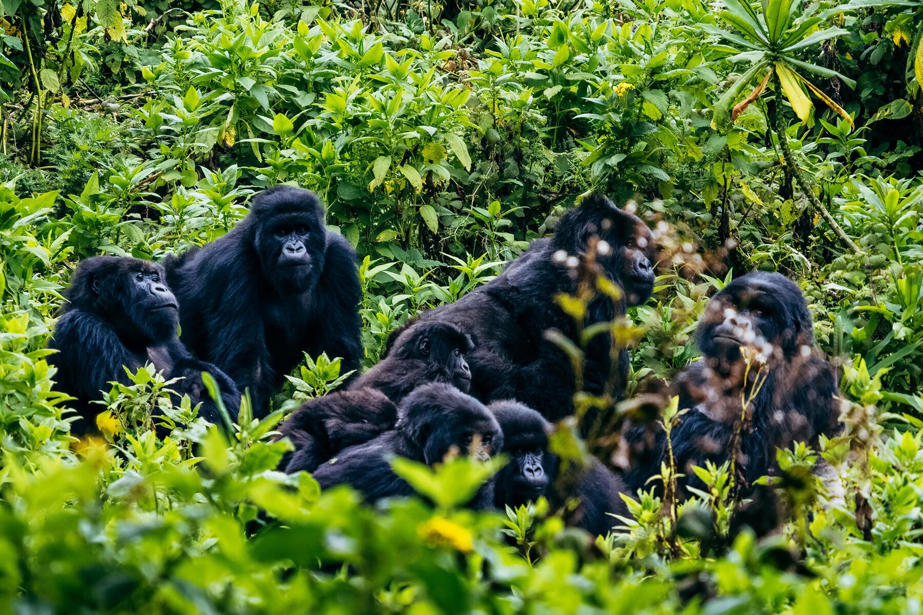 gorillas