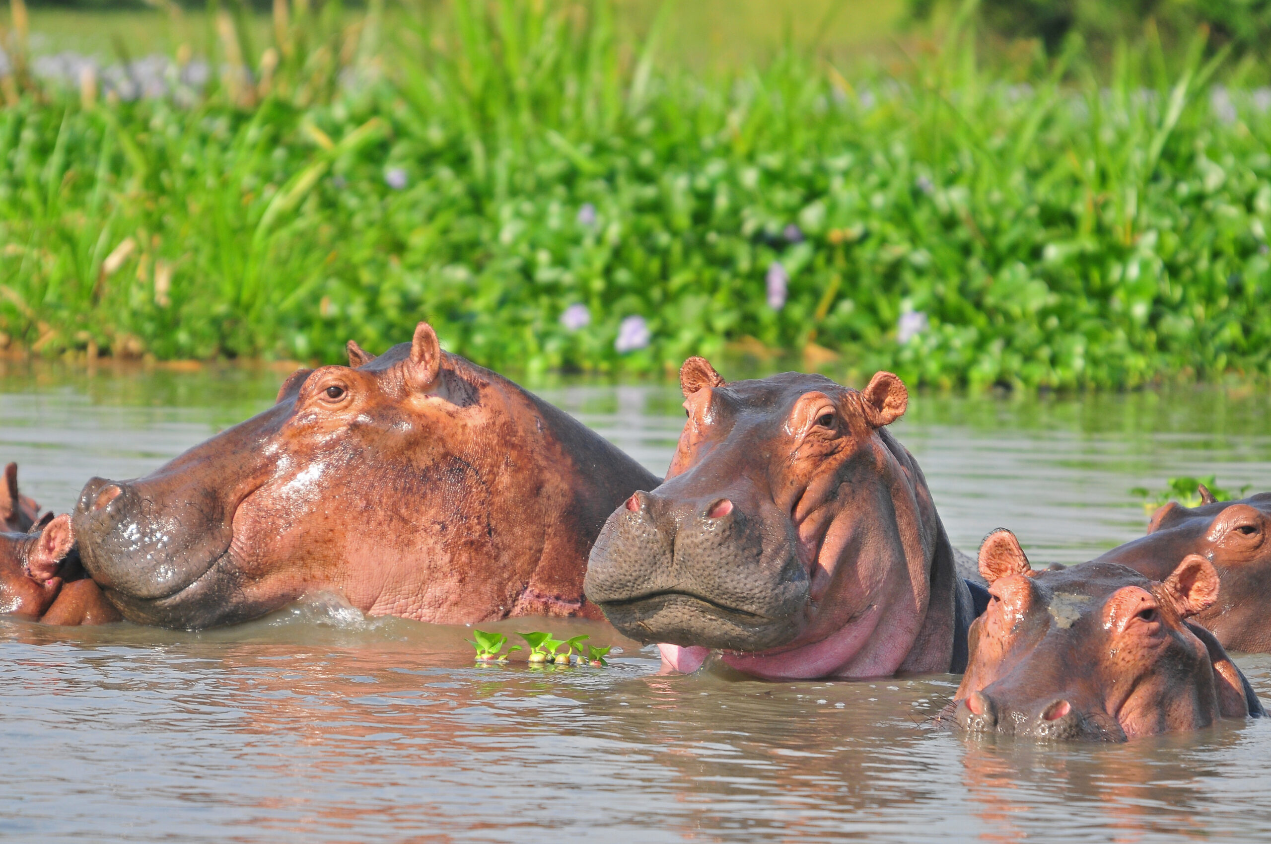 hippos