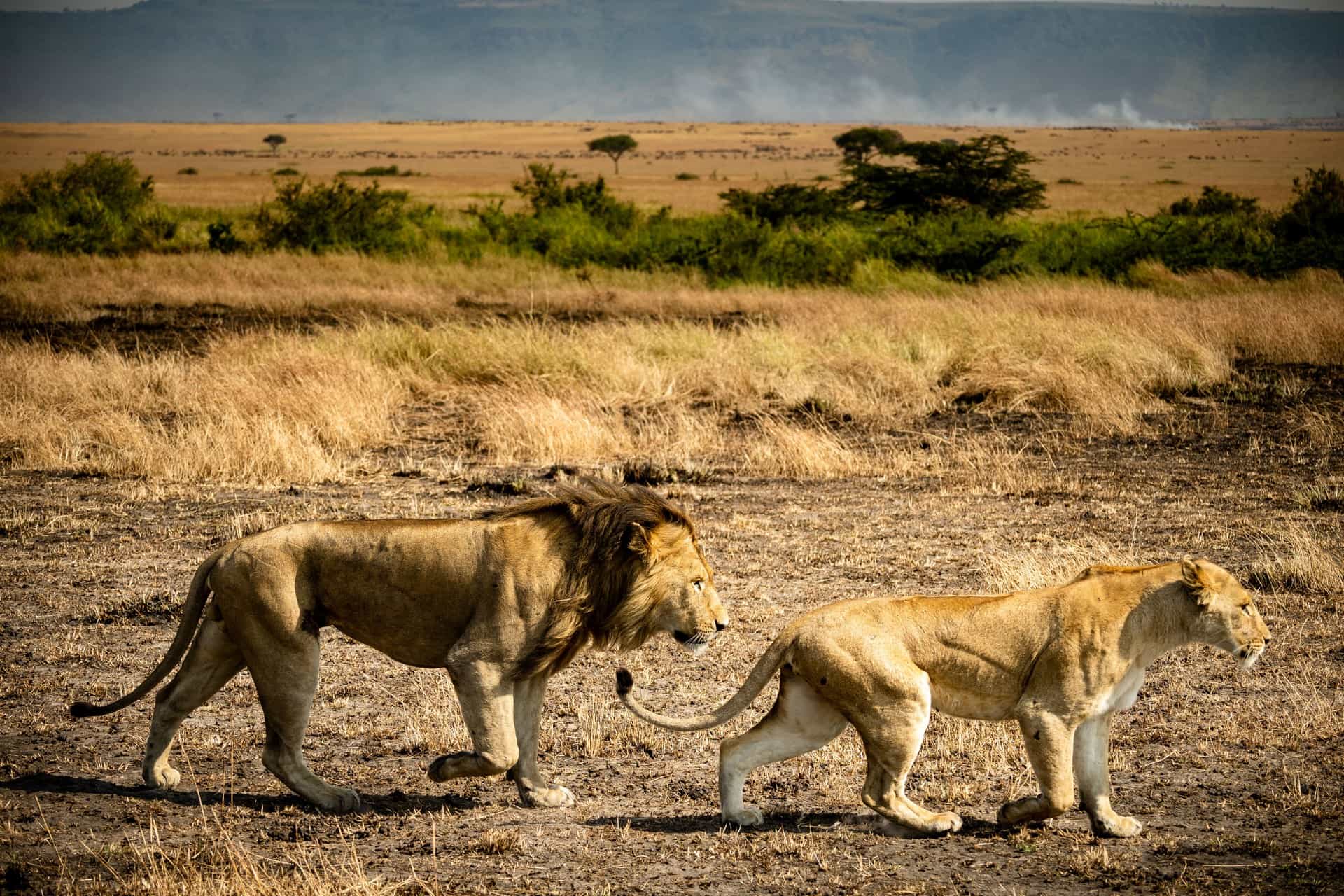 safaris in Tanzania