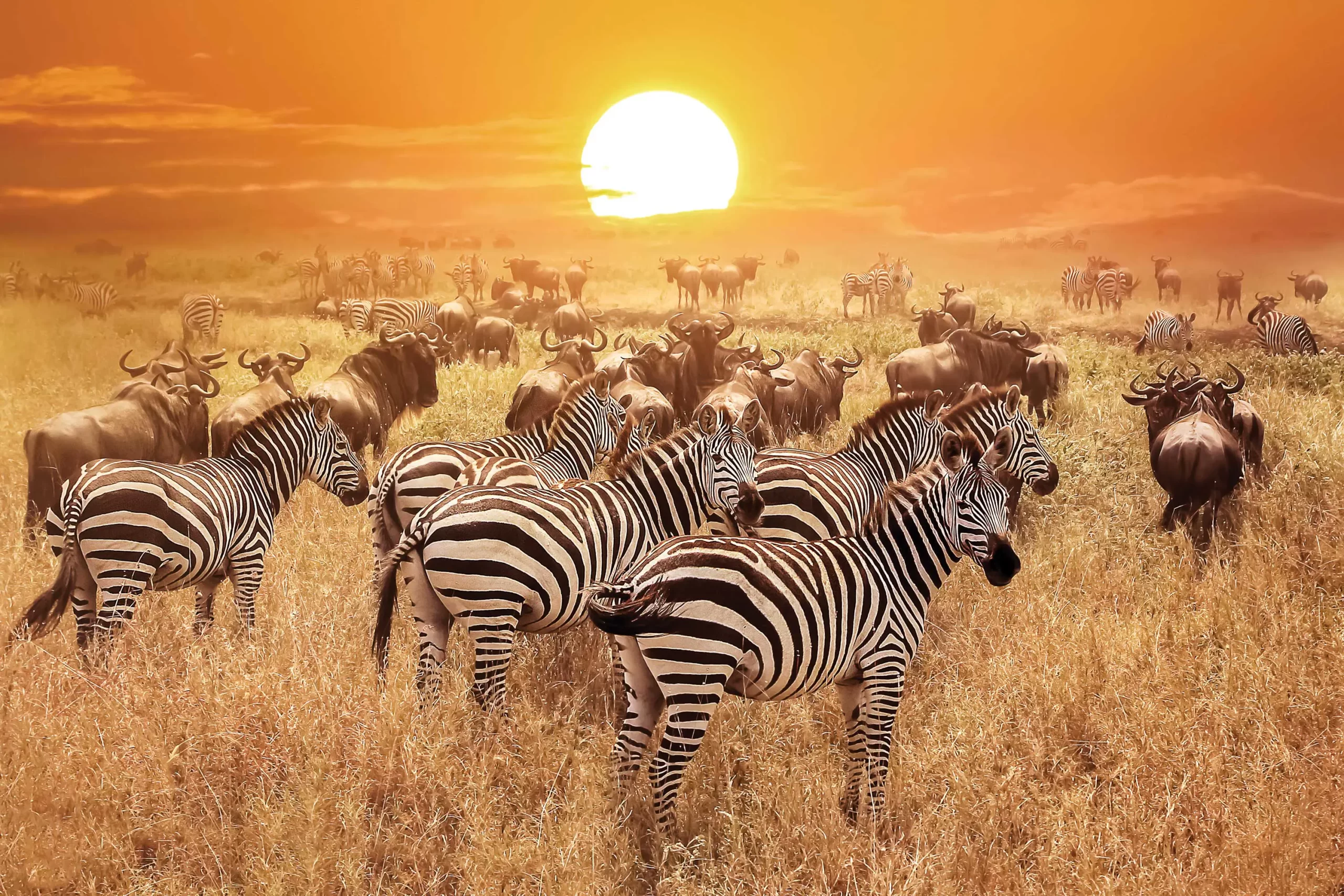 zebra-at-sunset-in-the-serengeti