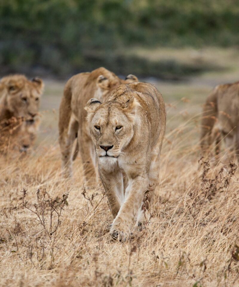 akagera-national-park-lions