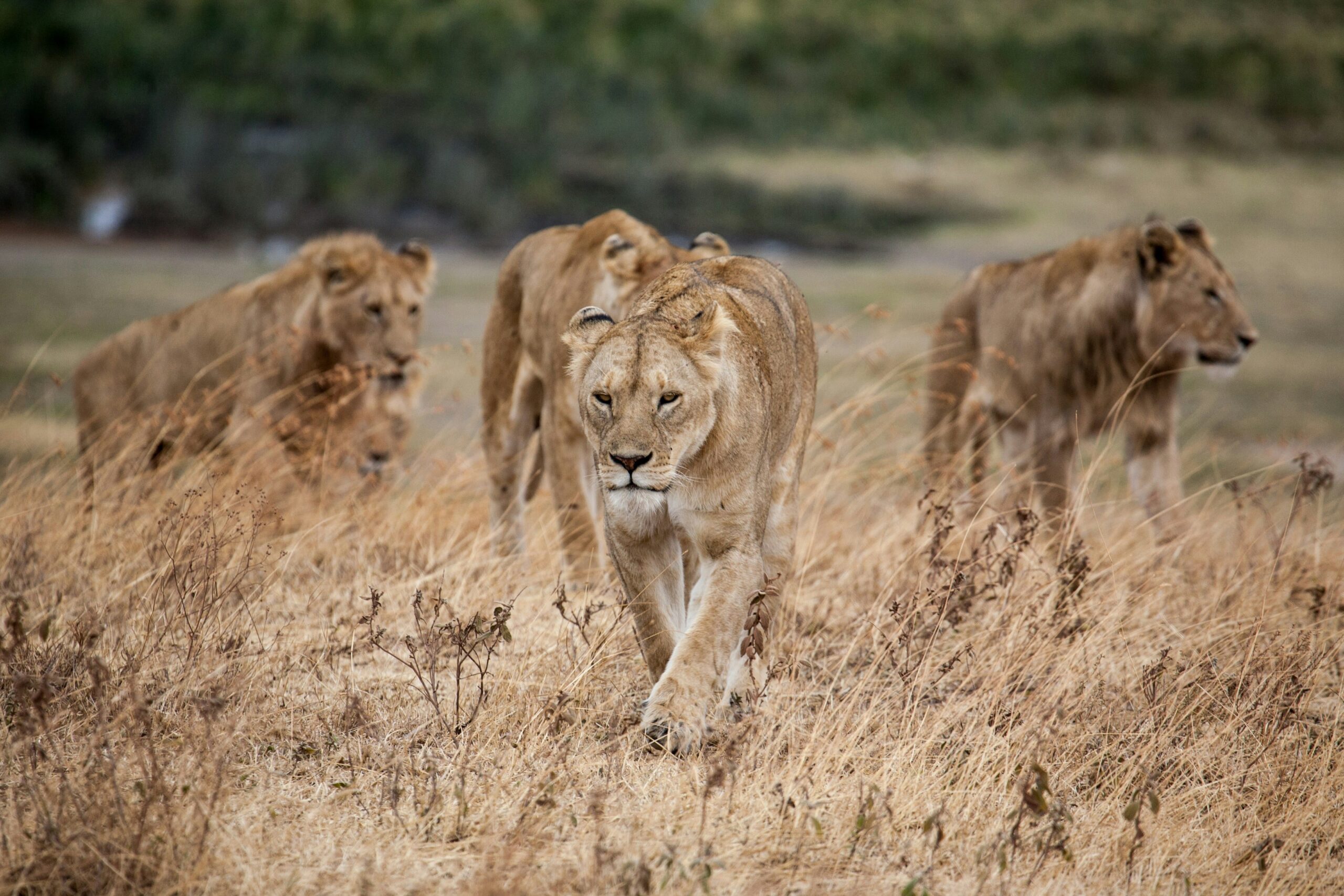 akagera-national-park-lions