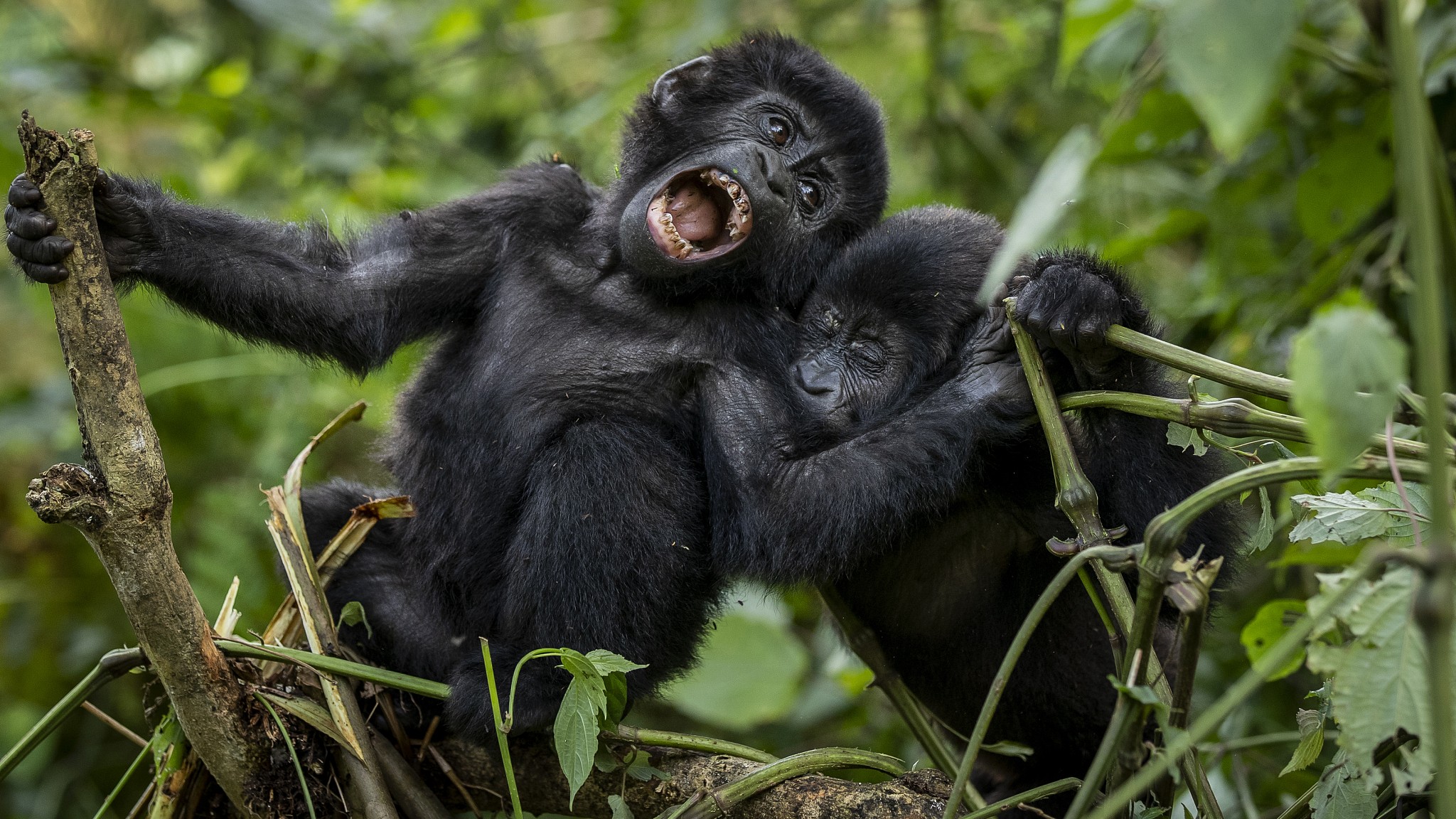 mountain-gorillas