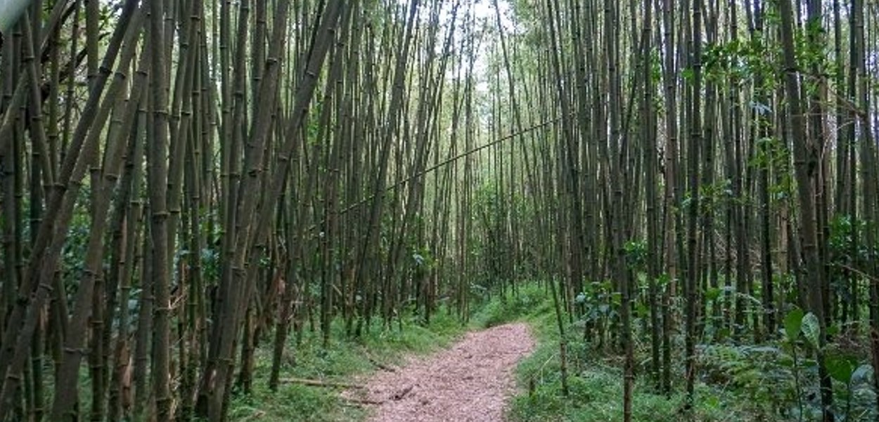 Echuya National Park