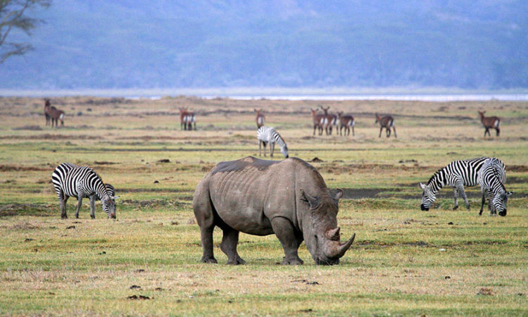 Ngorongoro Crater Safari in Tanzania and Lake Manyara National Park: A Journey into Africa's Natural Wonders