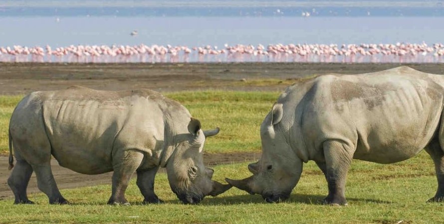 Lake Nakuru National Park: A Jewel of Kenya's Rift Valley