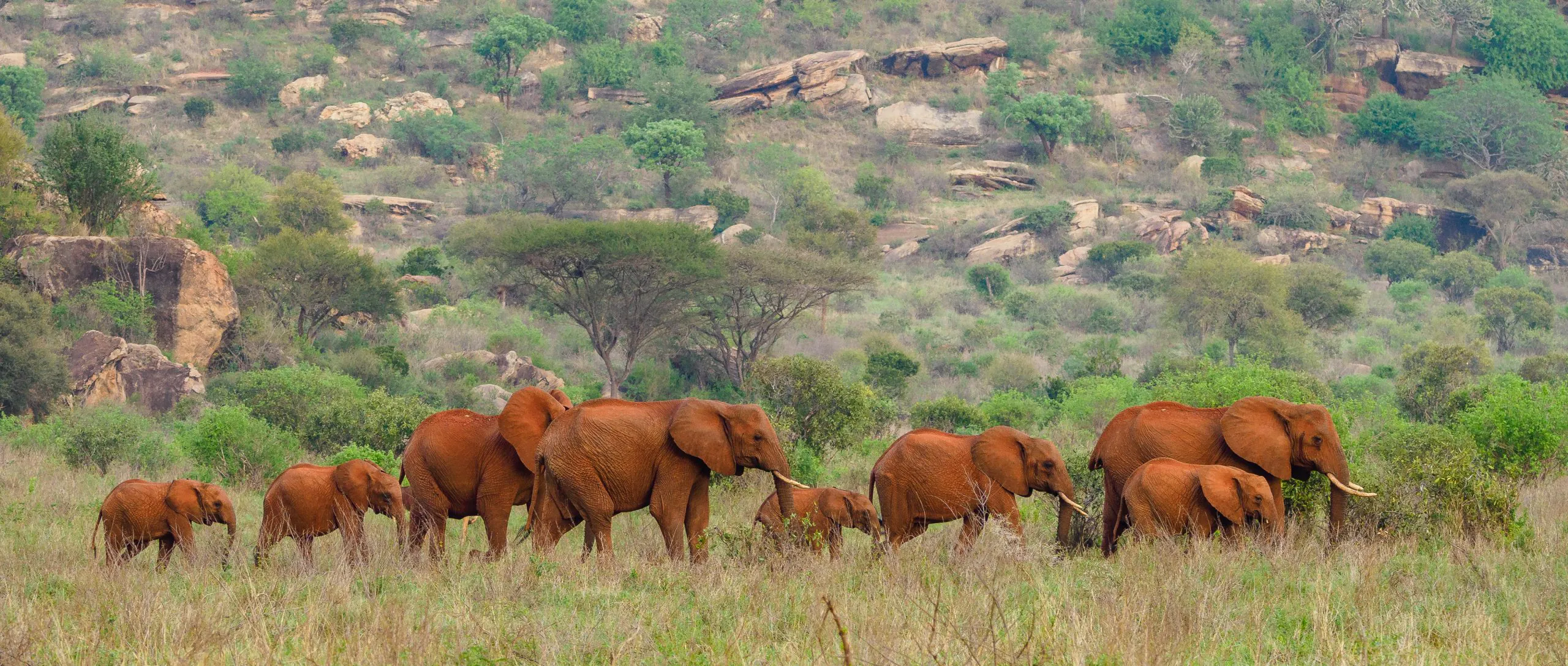 Kenya's Largest Wilderness: Exploring Tsavo's Untamed Majesty