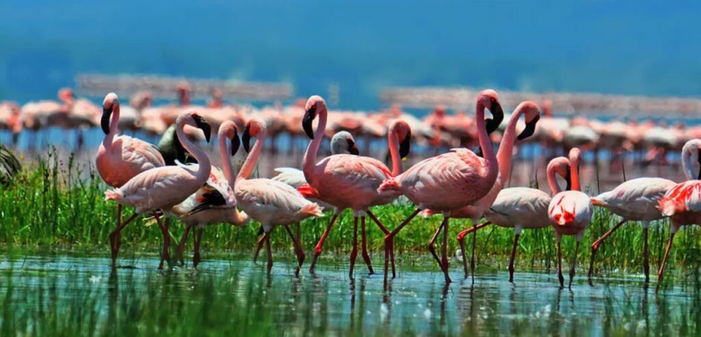 Lake Nakuru National Park: A Jewel of Kenya's Rift Valley