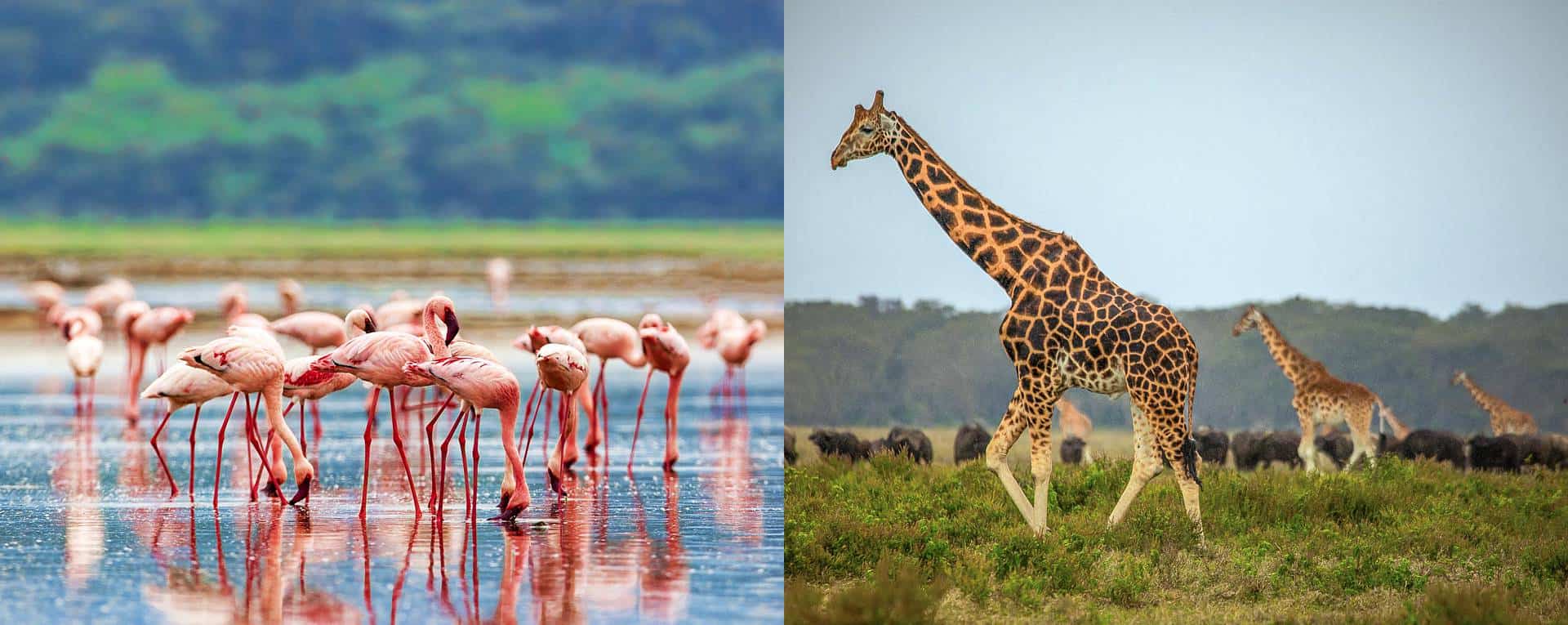 Lake Nakuru National Park: A Jewel of Kenya's Rift Valley