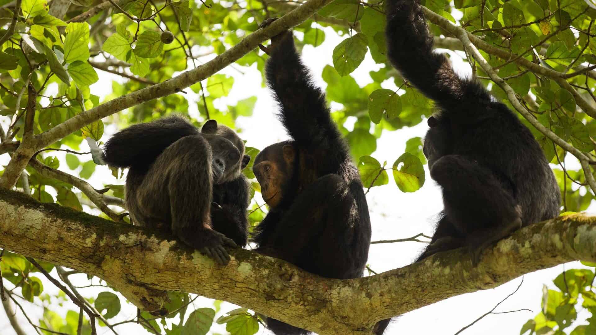 Uganda's Newly Gazetted National Parks