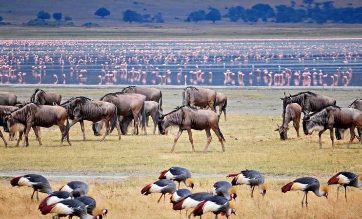 Ngorongoro Crater Safari in Tanzania and Lake Manyara National Park: A Journey into Africa's Natural Wonders
