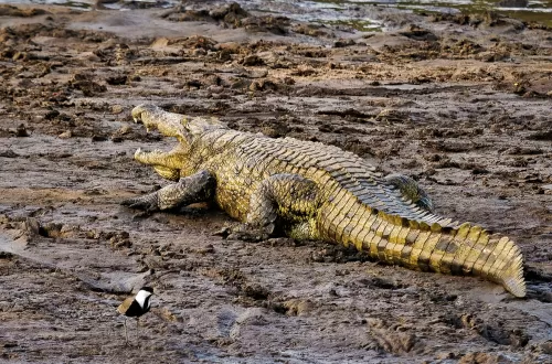 Saadani National Park: Where the Beach Meets the Bush