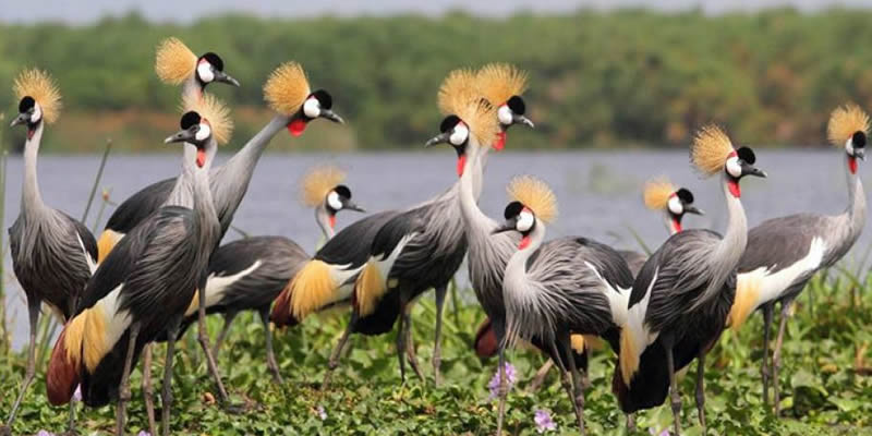 Birding Safaris in Uganda: A Paradise for Avian Enthusiasts