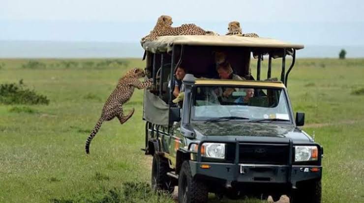 Masai Mara National Reserve: The Crown Jewel of African Safaris
