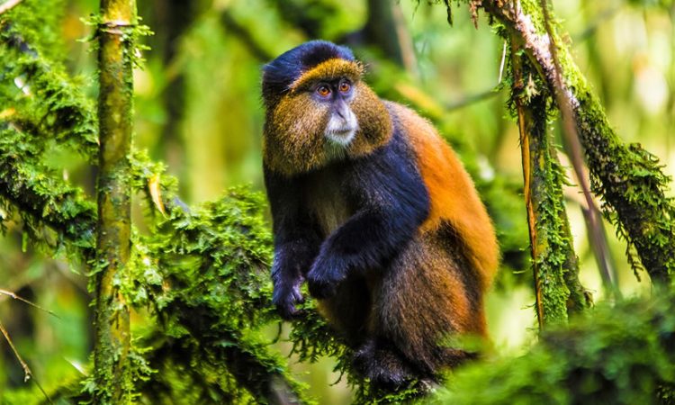 Golden Monkey Trekking in Uganda and Rwanda: A Primate Adventure