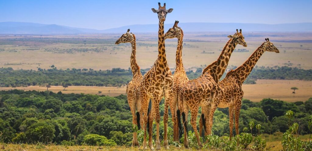 Masai Mara National Reserve: The Crown Jewel of African Safaris
