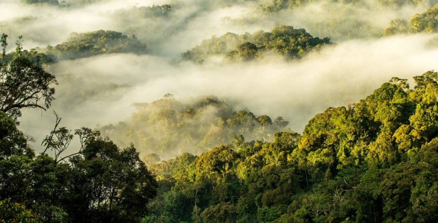 Rwanda Hiking Safaris and Nature Trekking Adventure Tours