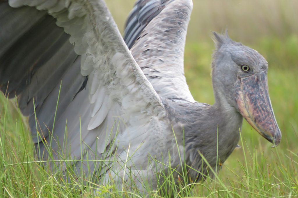 Shoebill Storks on a Birding Safari to Uganda