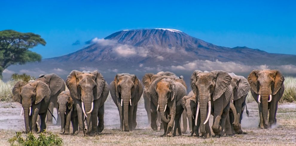 Amboseli National Park: Wildlife Wonders Beneath Africa's Rooftop