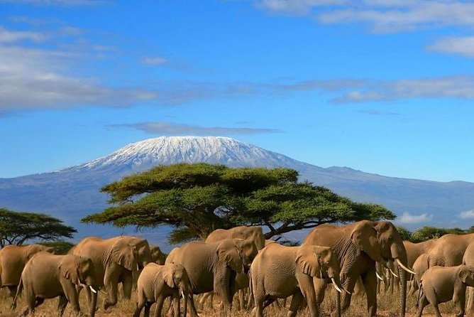 Amboseli National Park: Wildlife Wonders Beneath Africa's Rooftop