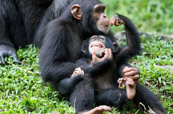 Chimpanzee Trekking Packages in Uganda: Your Ultimate Primate Safari Guide