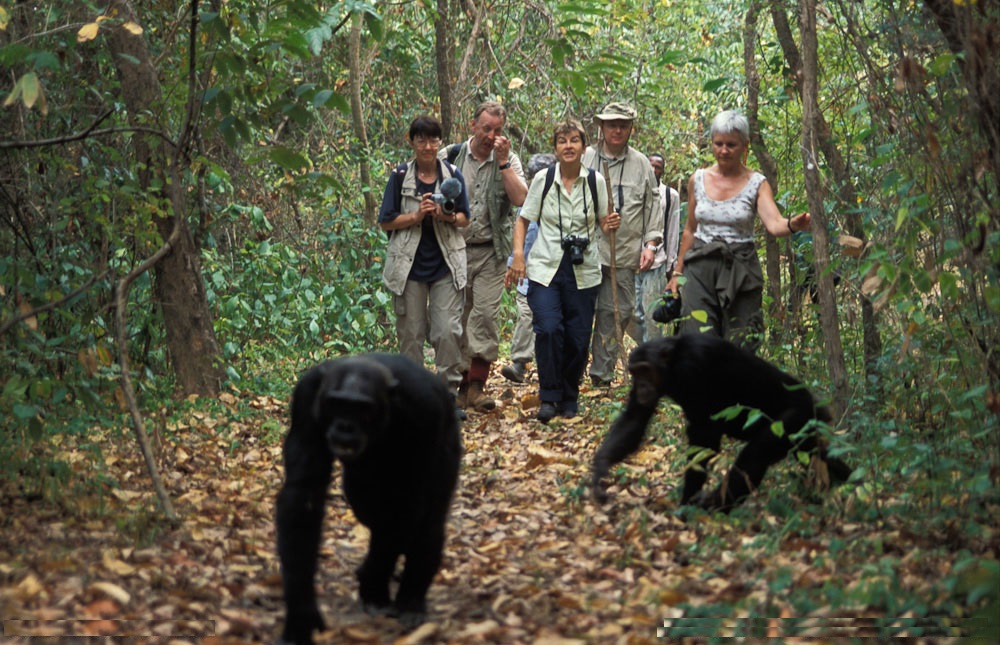 Chimpanzee Trekking Packages in Uganda: Your Ultimate Primate Safari Guide