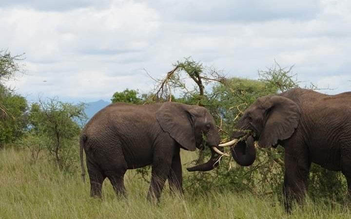 Tarangire National Park: A Hidden Gem of Tanzania Safaris