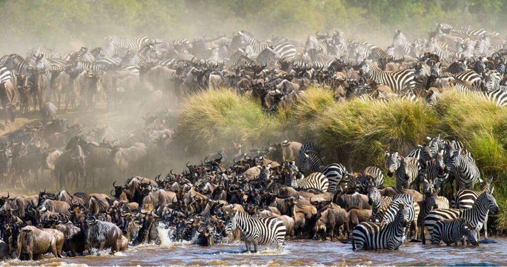 Masai Mara National Reserve: The Crown Jewel of African Safaris