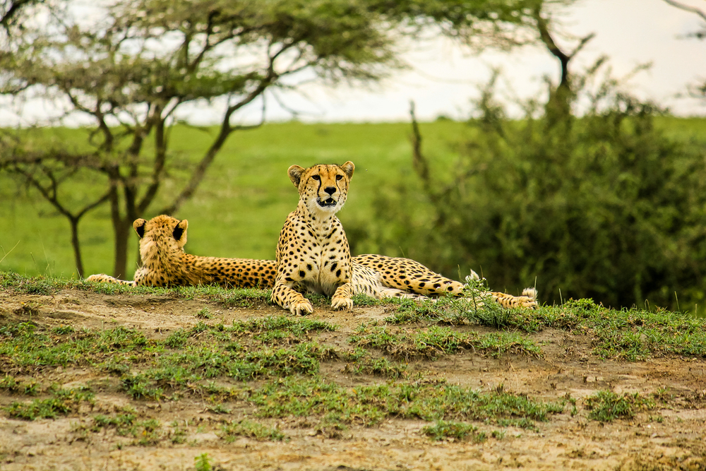 Tarangire National Park: A Hidden Gem Among Tanzania Safaris