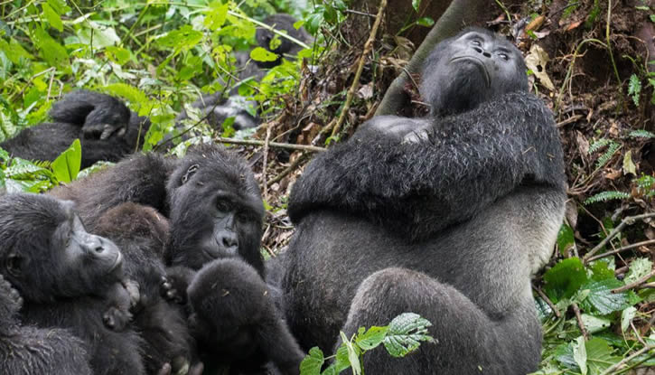 The Mountain Gorilla Experience: The Heart of Luxury Rwanda Safaris