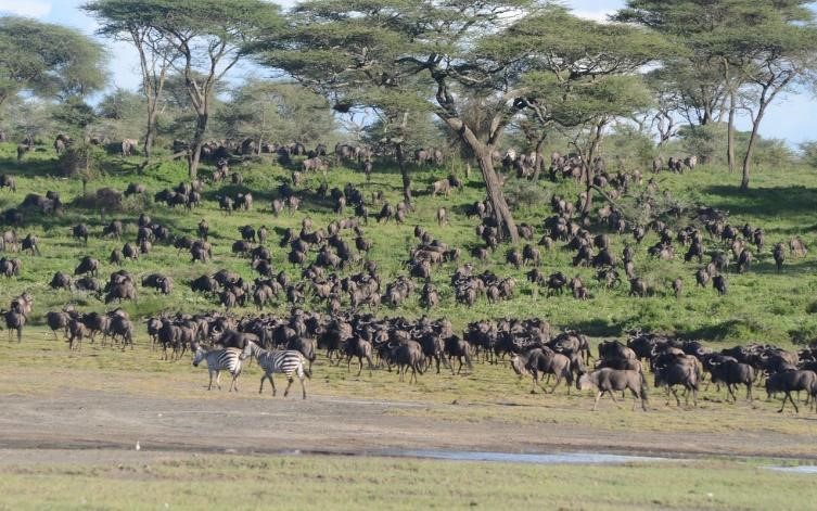 Ndutu Plains: Where Wildlife and Natural Beauty Converge