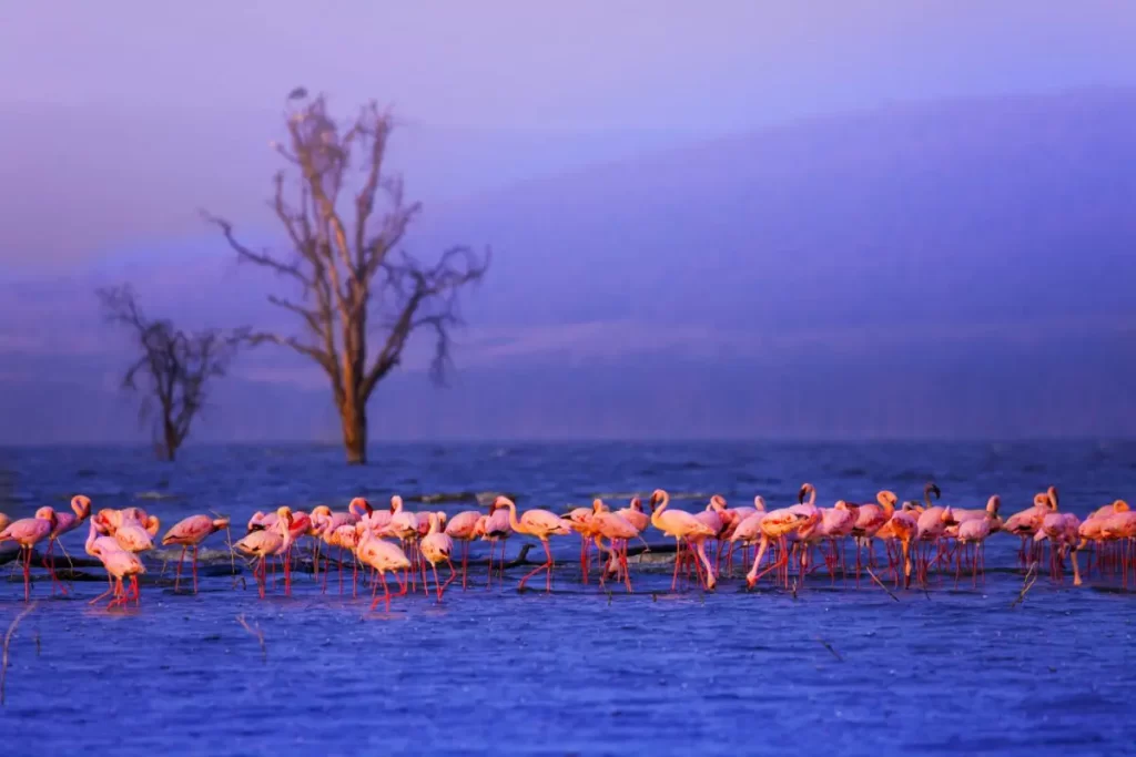 Top Attractions at Lake Nakuru National Park