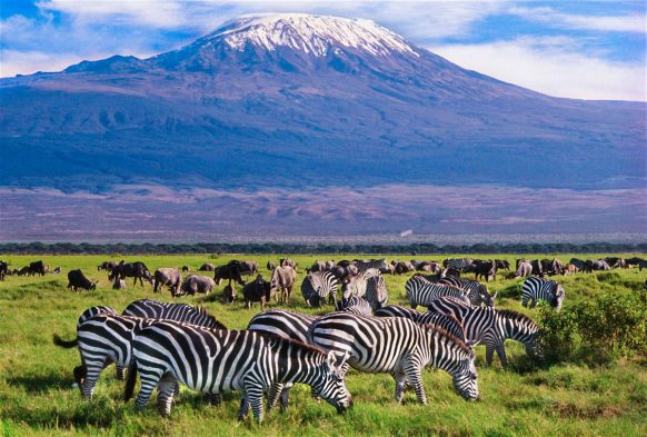 Amboseli National Park: An Iconic Destination for Kenya Safaris